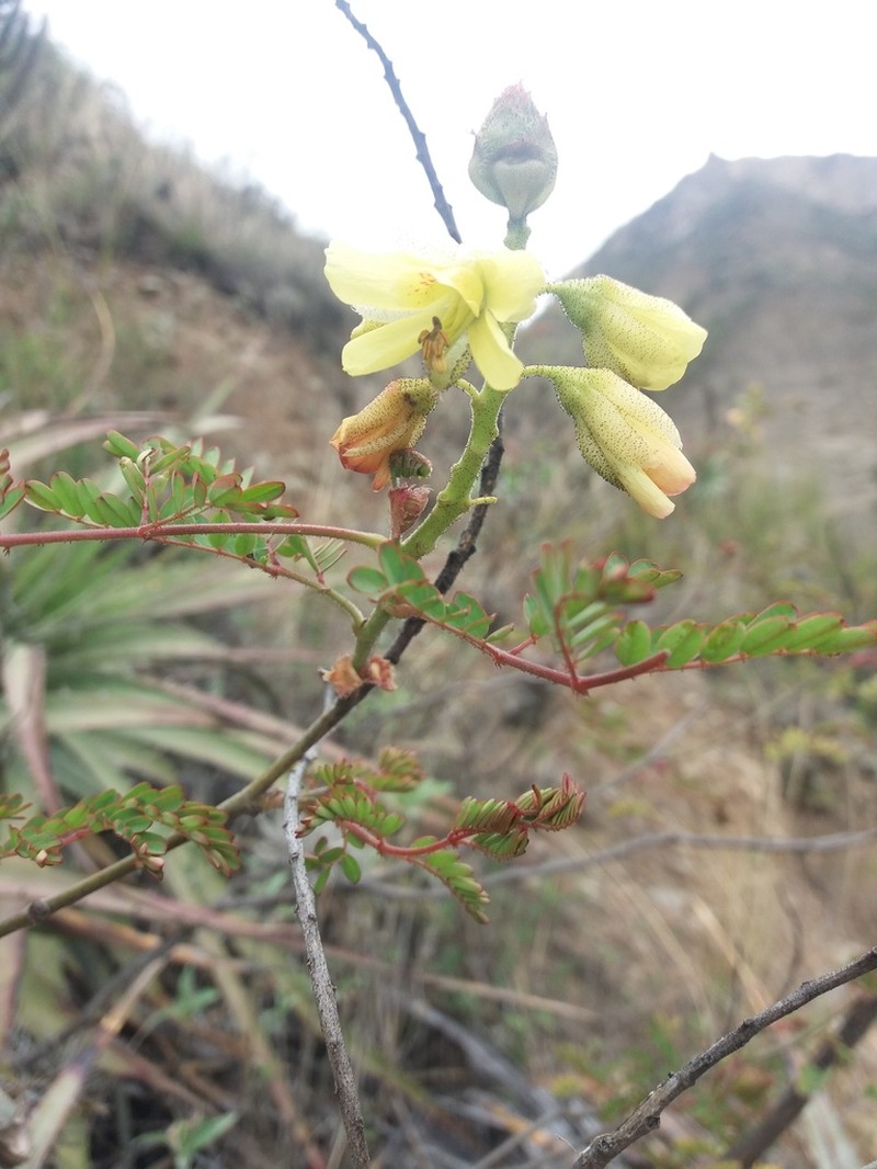 Erythrostemon fimbriatus photo 5