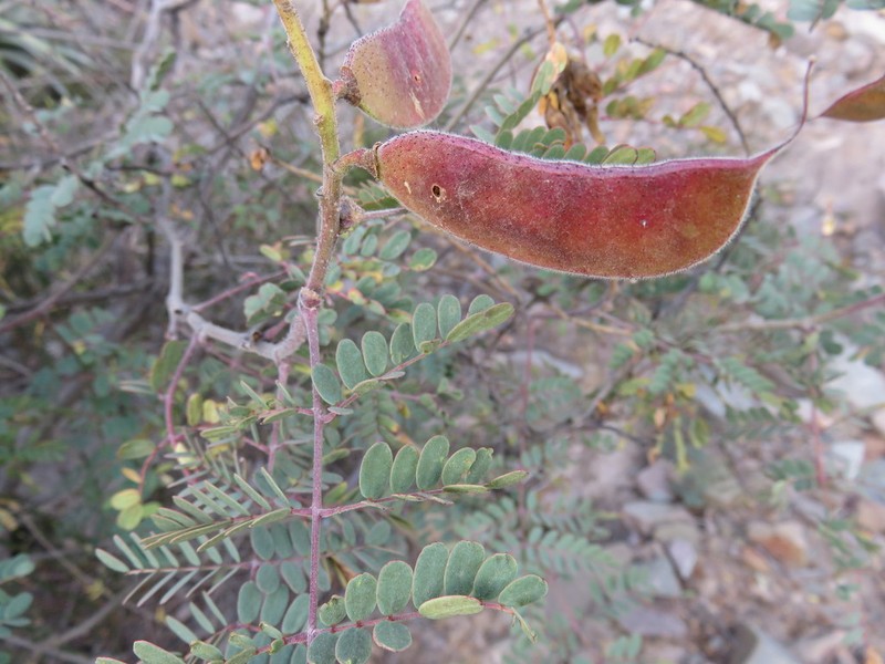Erythrostemon fimbriatus photo 6