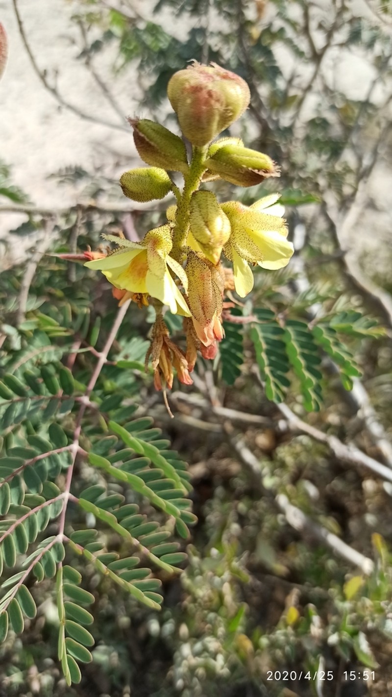 Erythrostemon fimbriatus photo 7