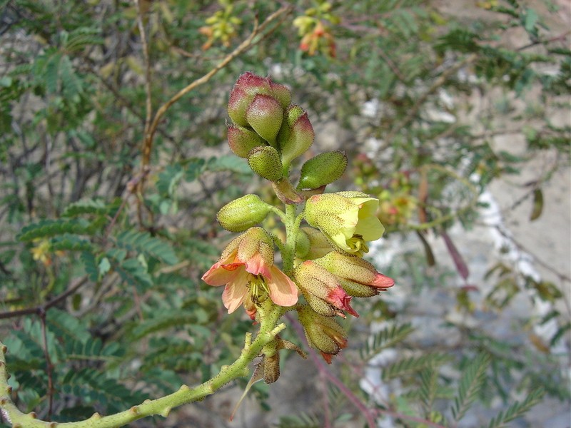 Erythrostemon fimbriatus photo 8