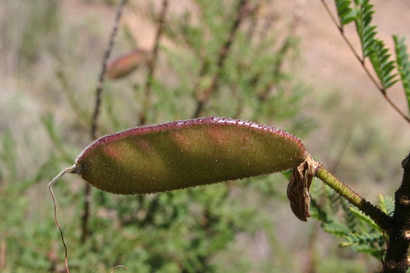 Bird-Of-Paradise Shrub photo 7