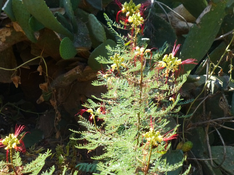 Bird-Of-Paradise Shrub photo 8