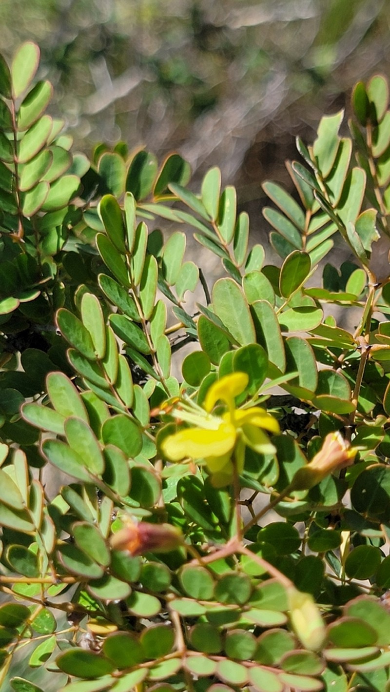 Erythrostemon glandulosus
