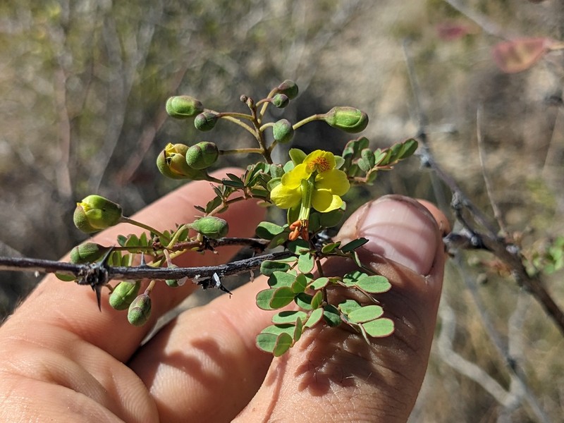 Erythrostemon glandulosus photo 2