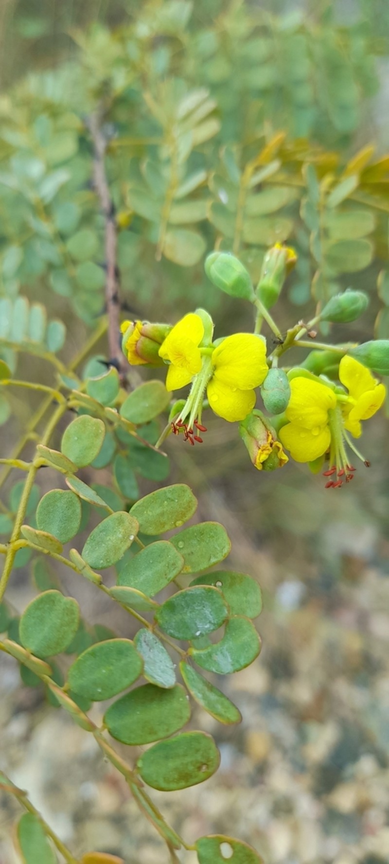 Erythrostemon glandulosus photo 4