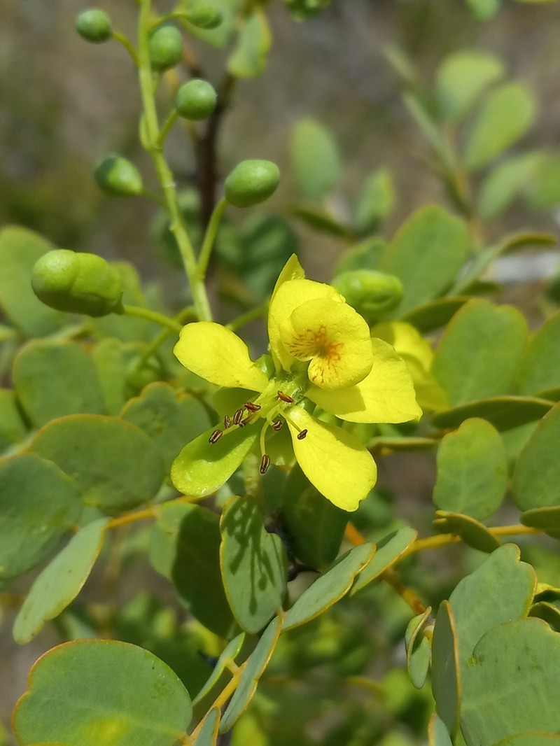 Erythrostemon glandulosus photo 5