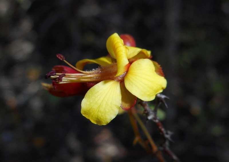 Erythrostemon glandulosus photo 6