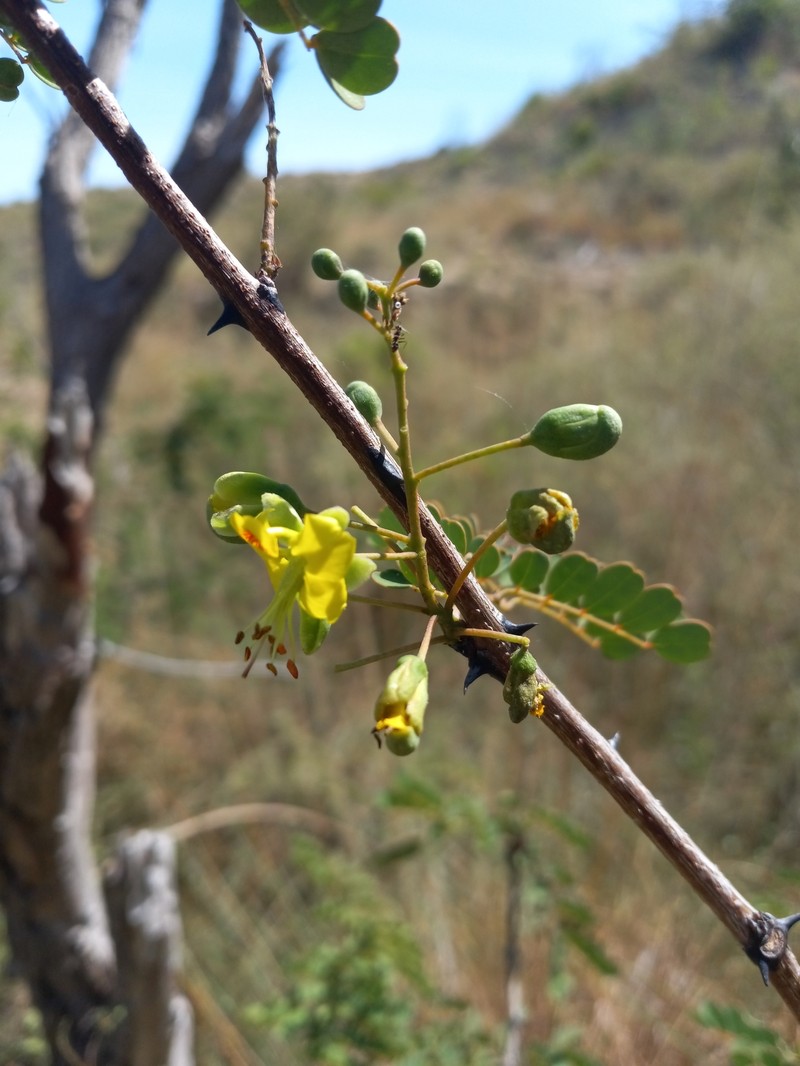 Erythrostemon glandulosus photo 8