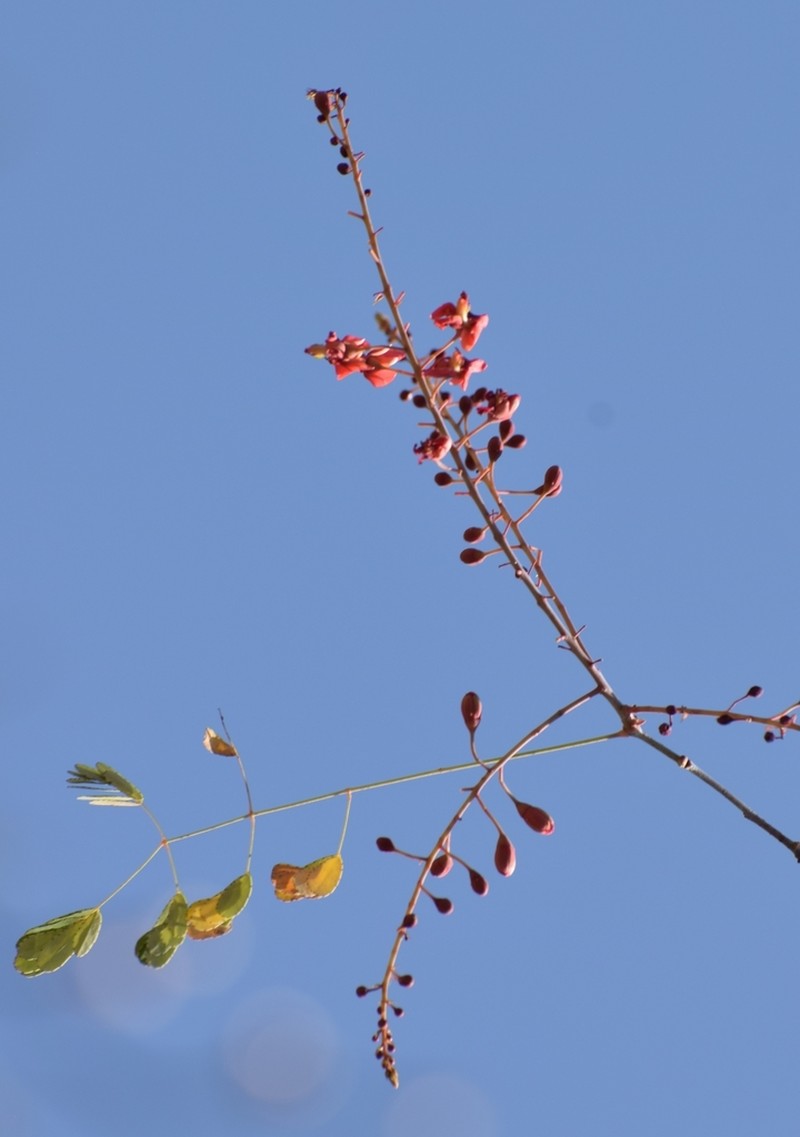 Erythrostemon hintonii