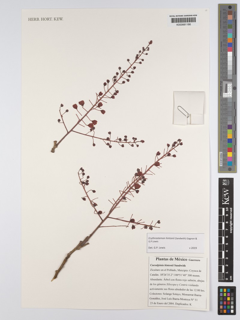 Erythrostemon hintonii photo 3