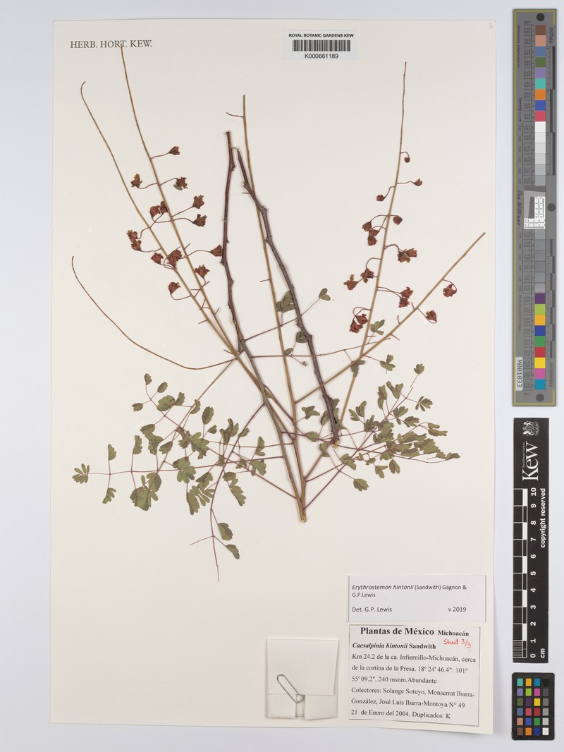 Erythrostemon hintonii photo 4