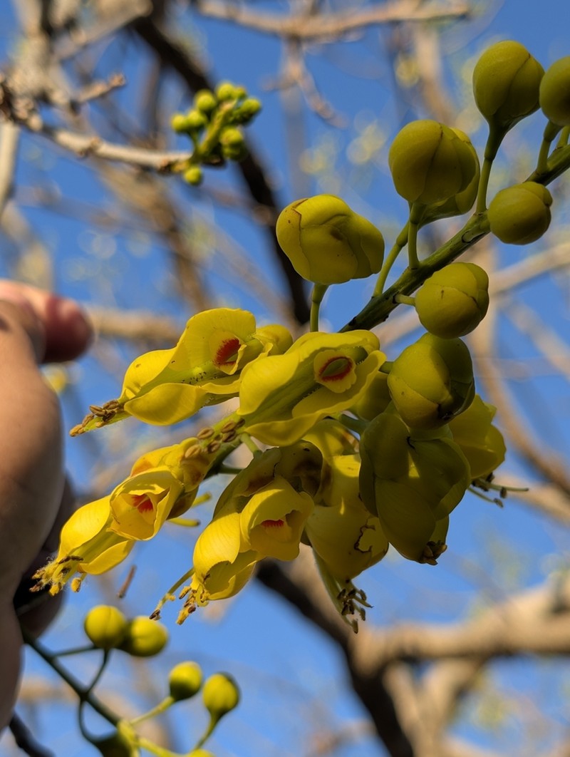 Erythrostemon hughesii