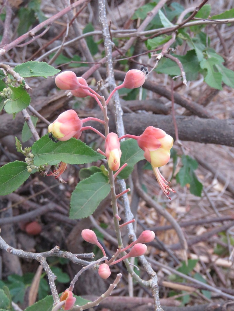Erythrostemon hughesii photo 2