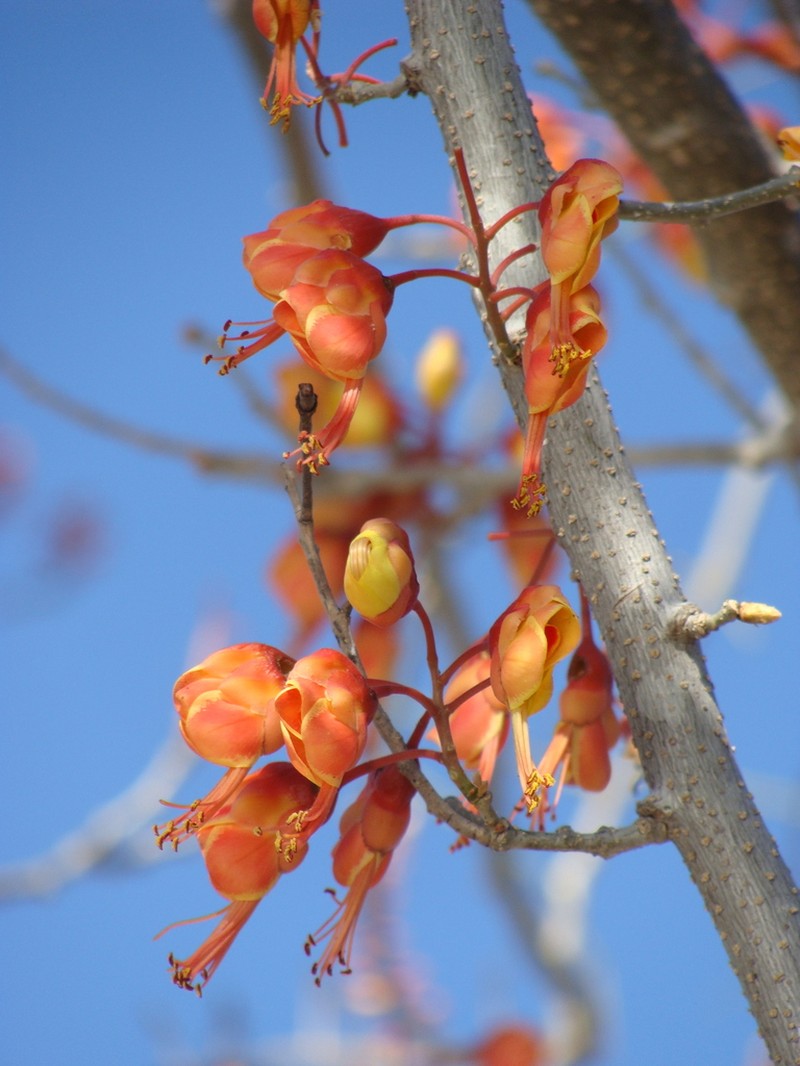 Erythrostemon hughesii photo 3