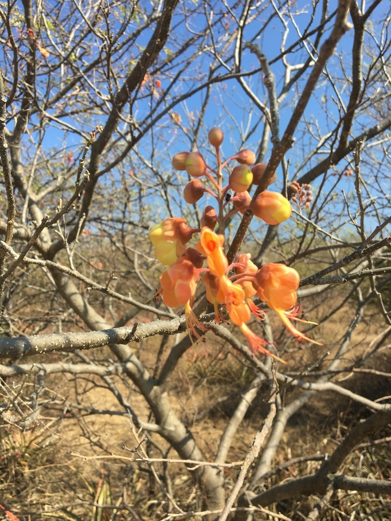 Erythrostemon hughesii photo 5
