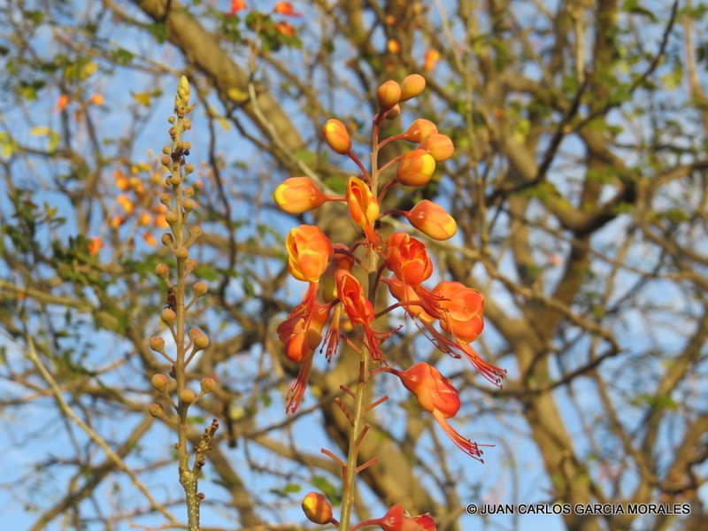Erythrostemon hughesii photo 6