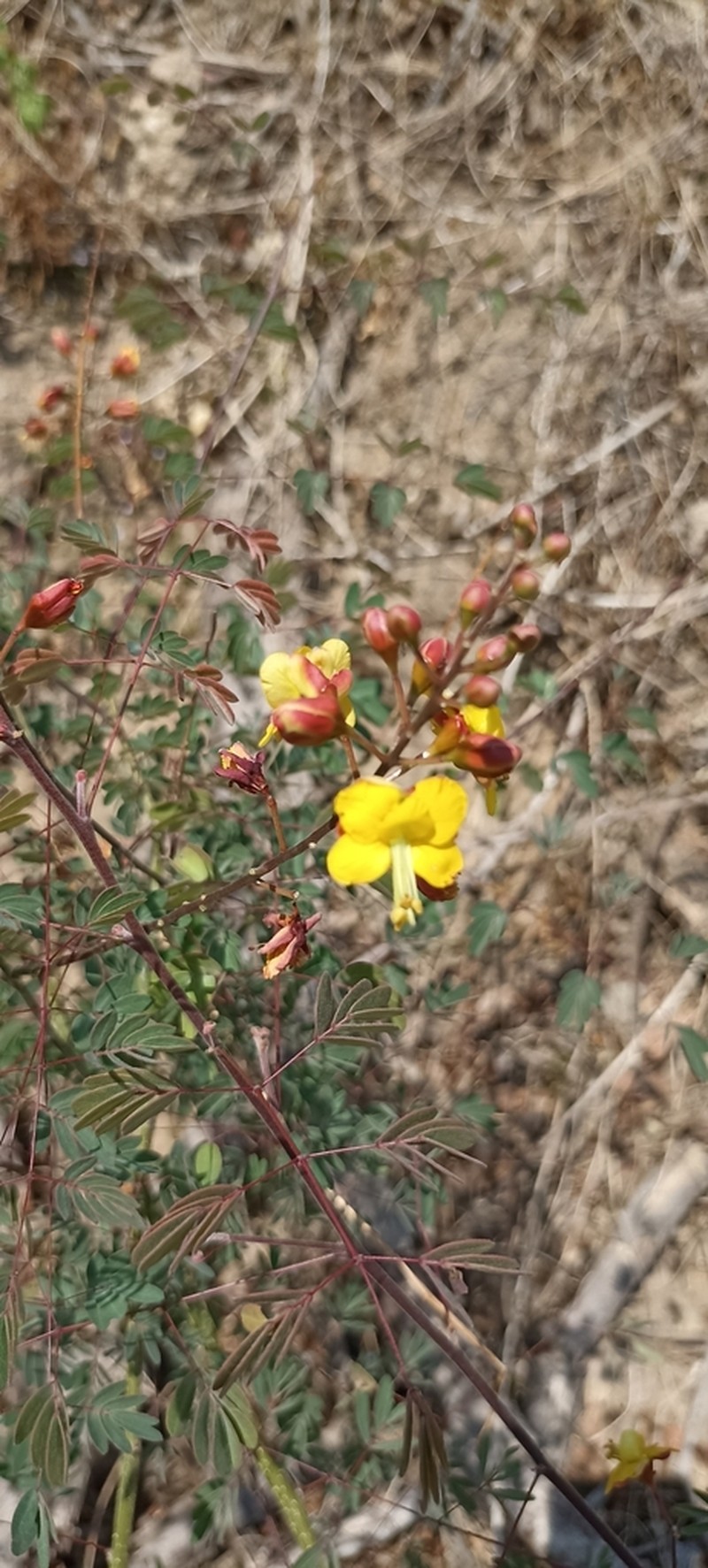 Erythrostemon laxus