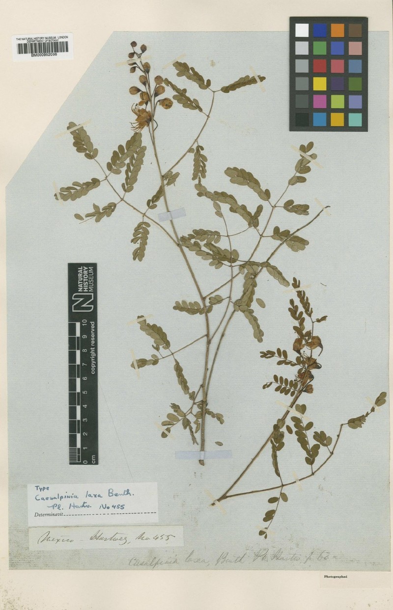 Erythrostemon laxus photo 2