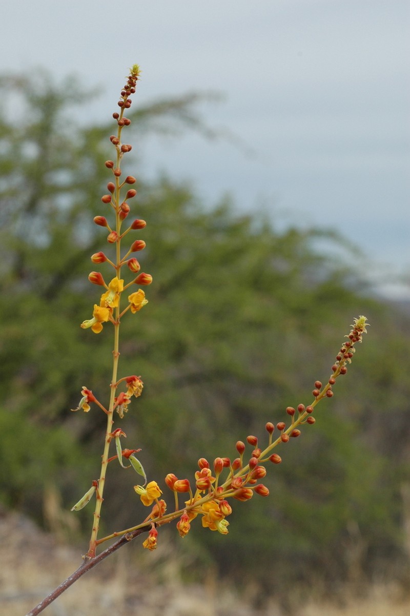 Erythrostemon macvaughii