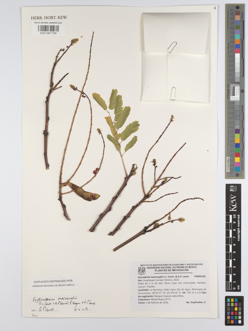 Erythrostemon macvaughii photo 3