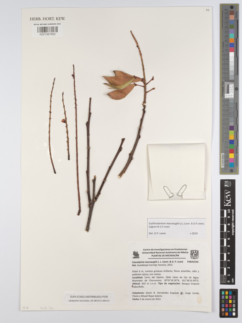 Erythrostemon macvaughii photo 4
