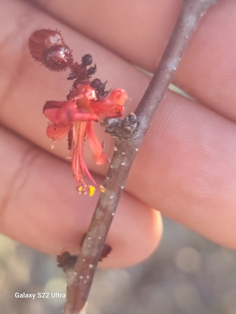 Erythrostemon melanadenius photo 2
