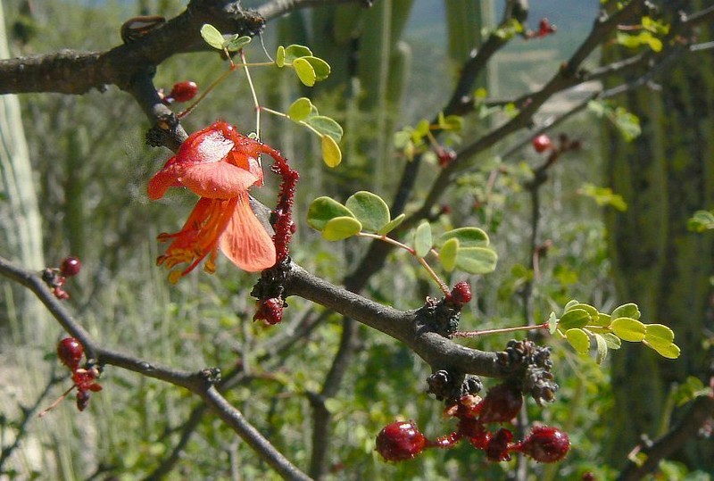 Erythrostemon melanadenius photo 3