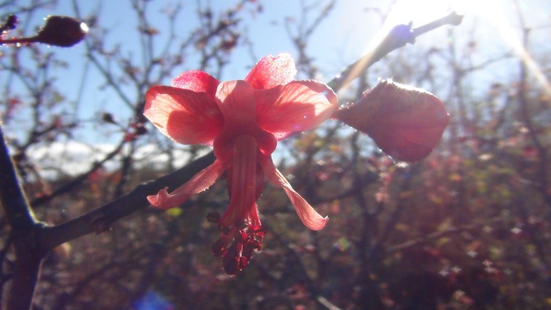 Erythrostemon melanadenius photo 4