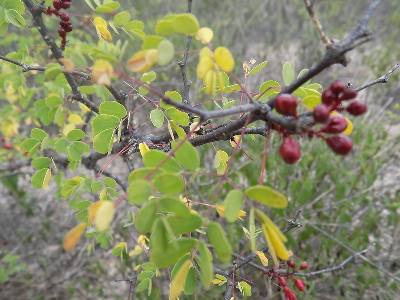 Erythrostemon melanadenius photo 5