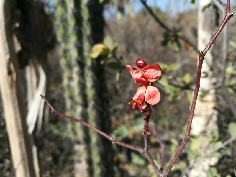 Erythrostemon melanadenius photo 6