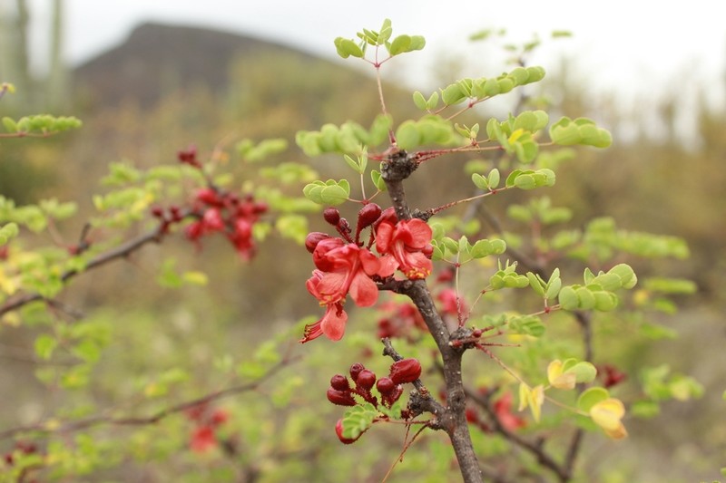 Erythrostemon melanadenius photo 7