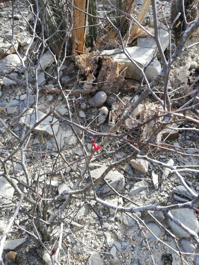 Erythrostemon melanadenius photo 8