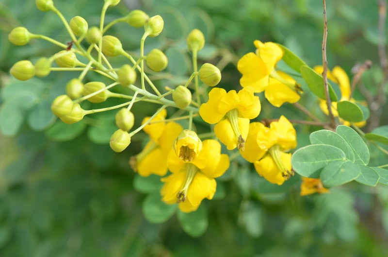 Erythrostemon mexicanus