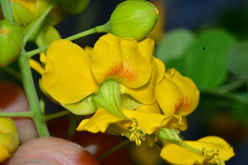 Erythrostemon mexicanus photo 2