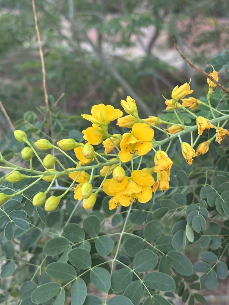 Erythrostemon mexicanus photo 3