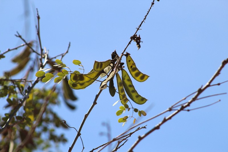 Erythrostemon mexicanus photo 5