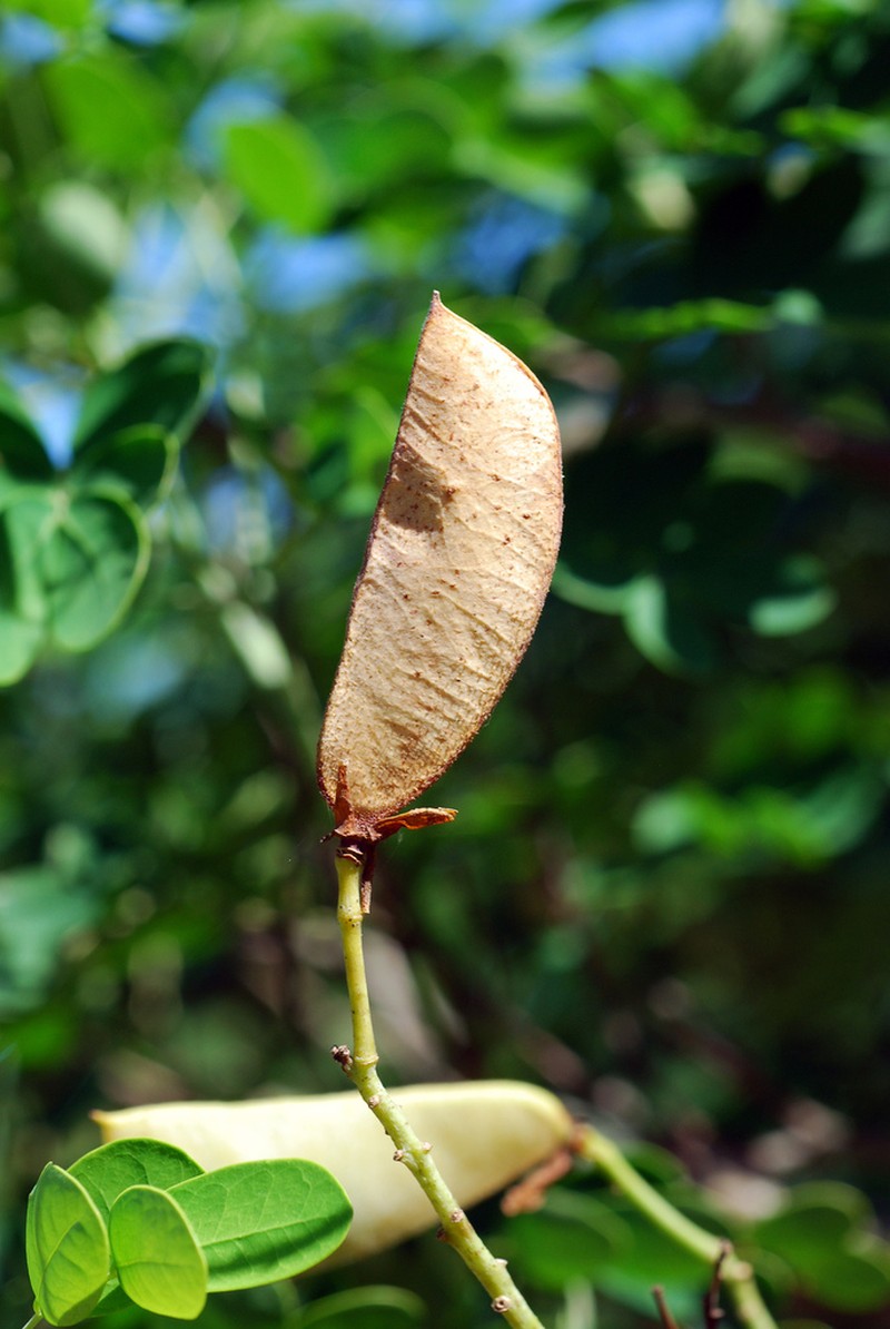 Erythrostemon mexicanus photo 6