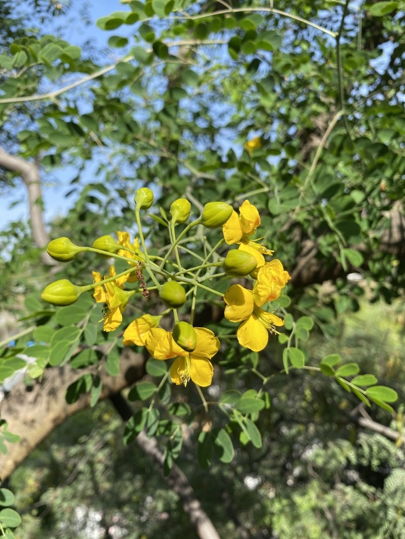 Erythrostemon mexicanus photo 7