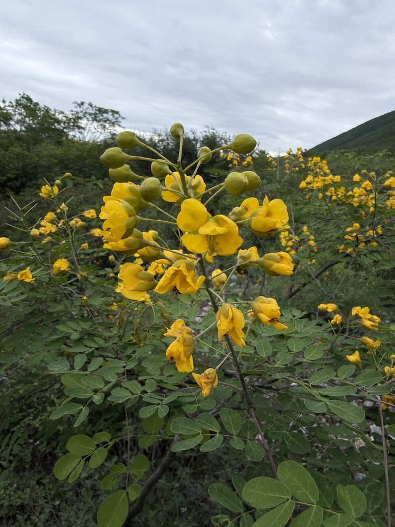 Erythrostemon mexicanus photo 8