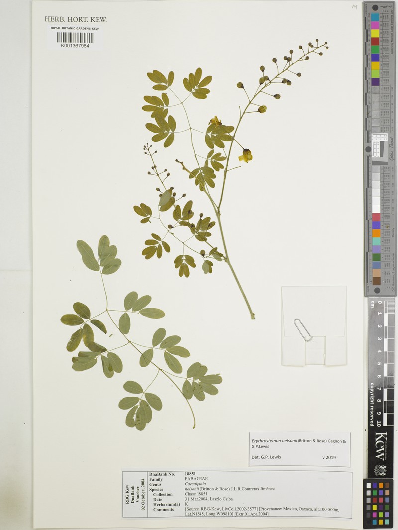 Erythrostemon nelsonii