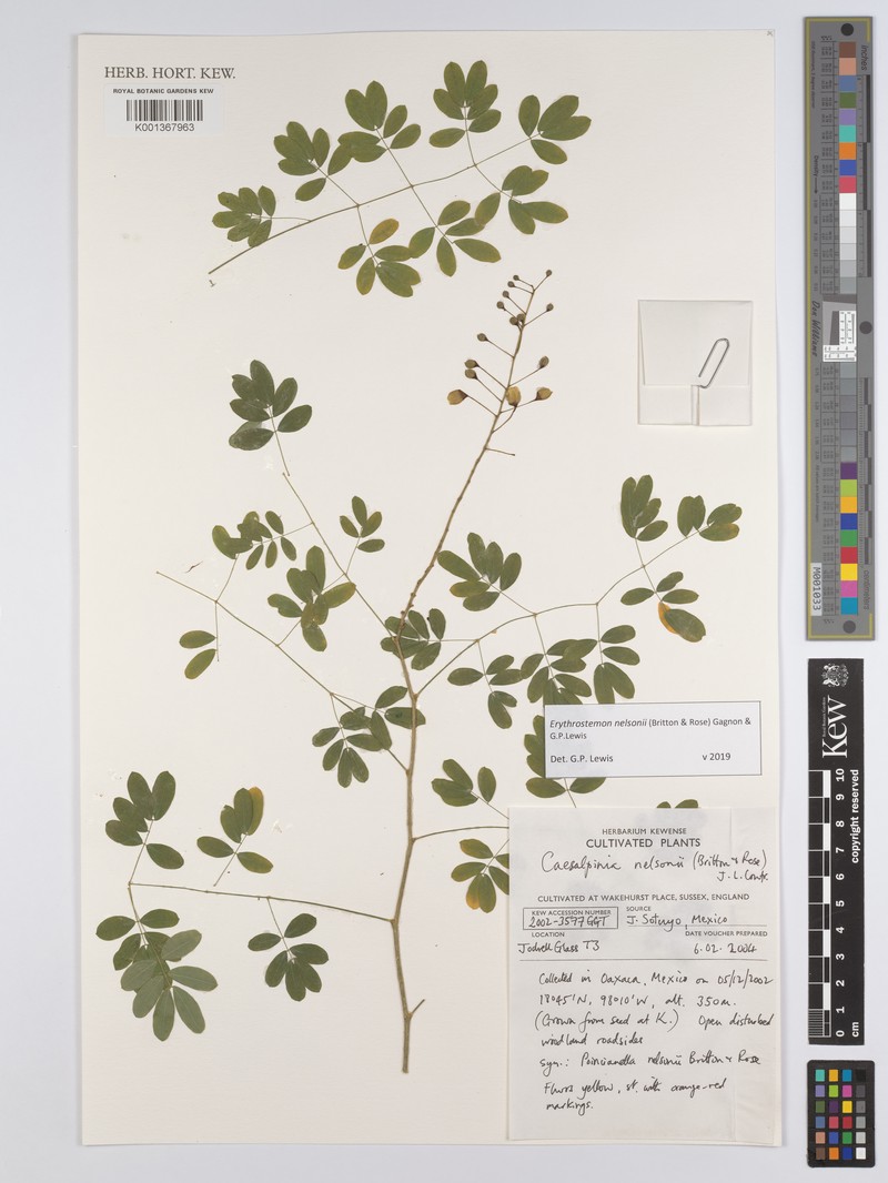 Erythrostemon nelsonii photo 2