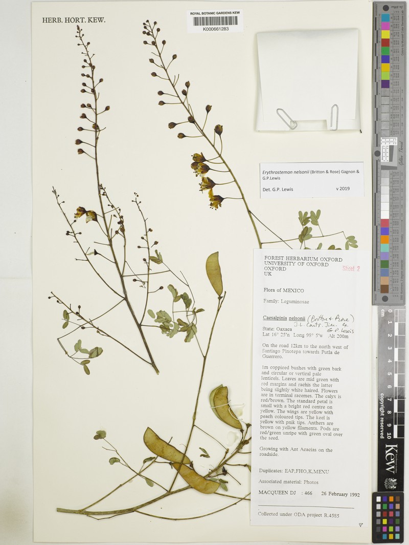 Erythrostemon nelsonii photo 3