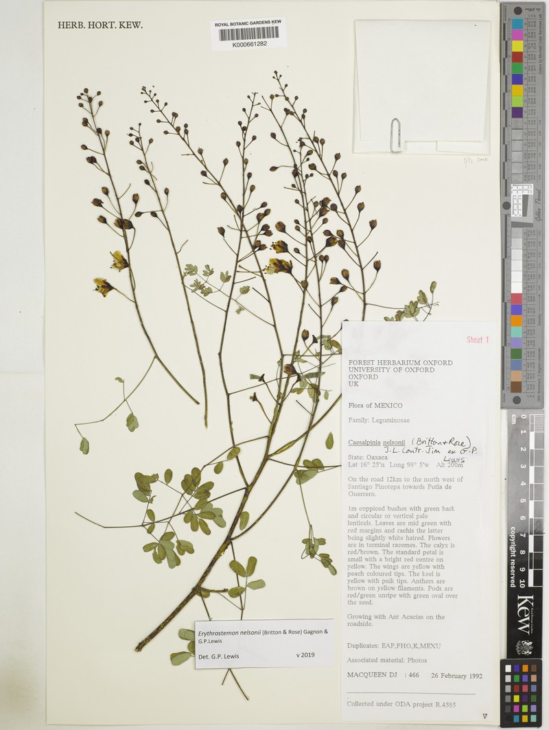 Erythrostemon nelsonii photo 4