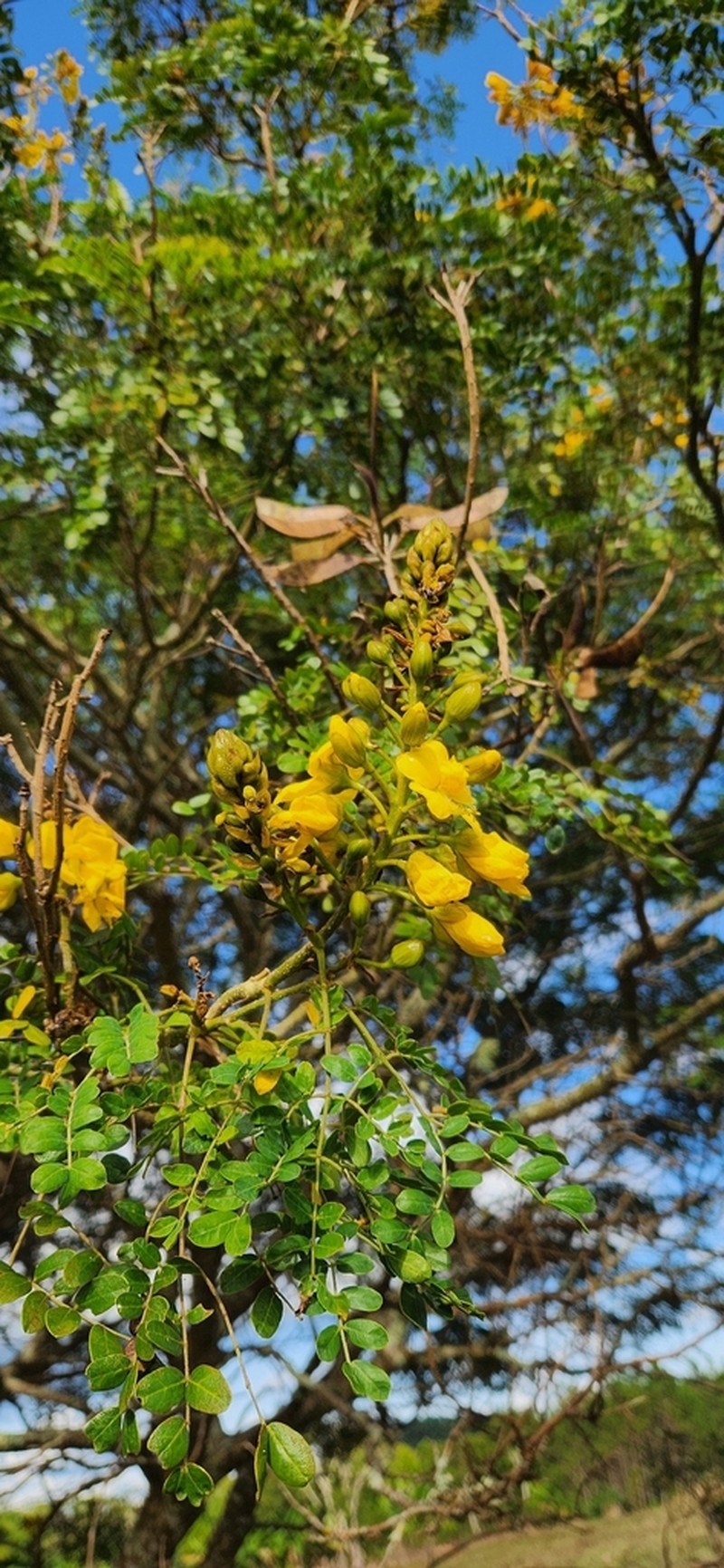 Erythrostemon nicaraguensis