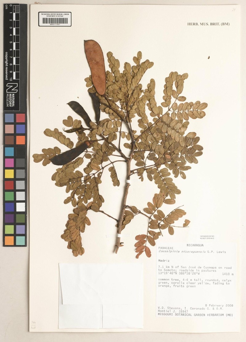 Erythrostemon nicaraguensis photo 3