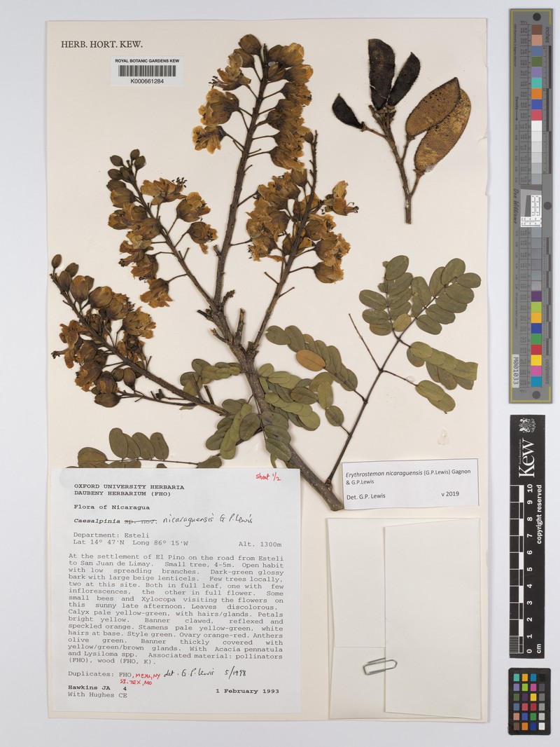 Erythrostemon nicaraguensis photo 4