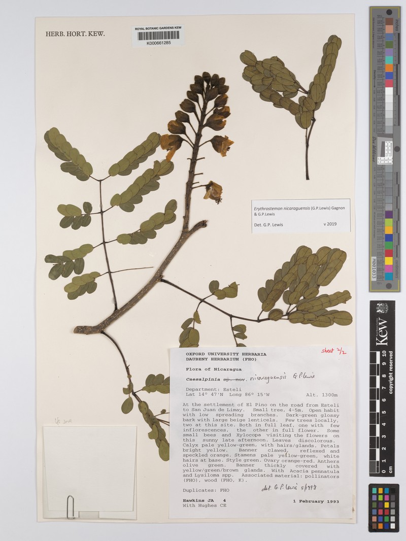 Erythrostemon nicaraguensis photo 5