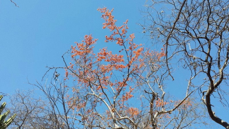 Erythrostemon oyamae