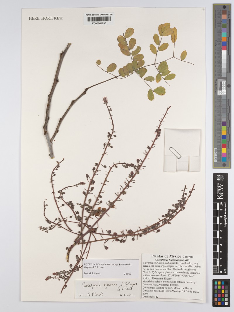 Erythrostemon oyamae photo 3