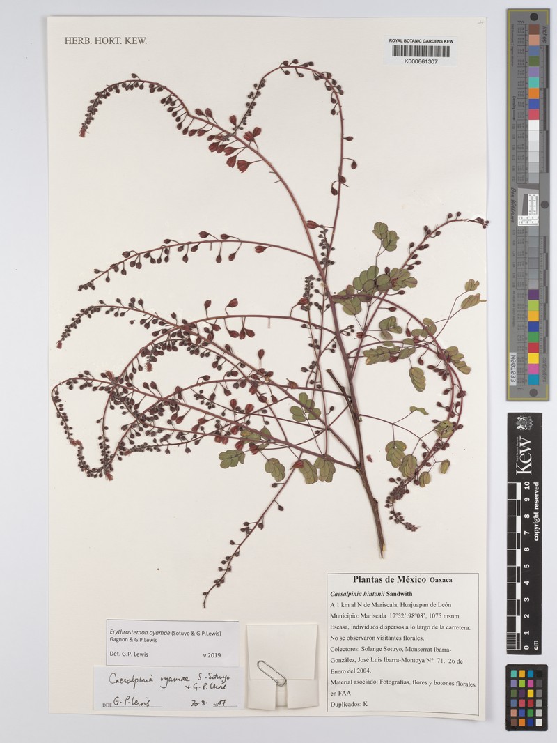 Erythrostemon oyamae photo 4